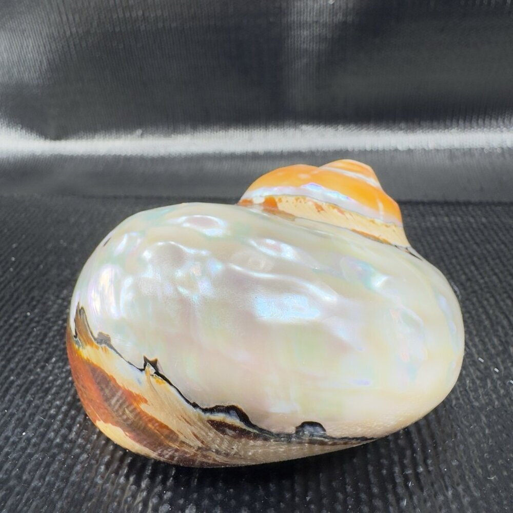 Natural Abalone Shell Iridescent Smooth African Turban Seashell Turbo Sarmaticus - Picture 13 of 13